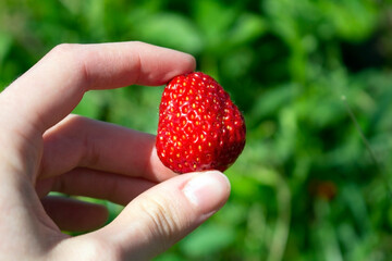 Single red ripe big strawberry from a farm plantation in a hand.