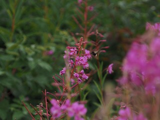 flowers in the garden
