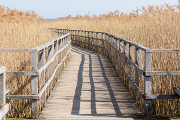Federsee, Germany - Mar 20, 2022: Wooden pier at the Federsee. Reed on both sides. No people.