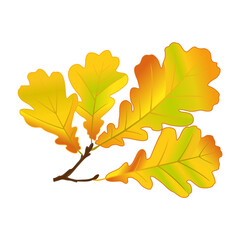Fototapeta premium Autumn oak tree branch. Yellow autumn oak leaves. Vector isolated image. 