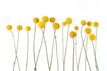 Flowers craspedia isolated on white background. Yellow balls garden flowers Craspedia globosa.