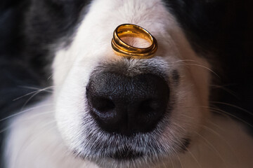 Will you marry me. Funny portrait of cute puppy dog border collie holding two golden wedding rings...