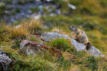 alpine marmot (marmota marmota) near Lämmerenhütte SAC