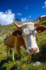 Fototapeta na wymiar swiss simmental cow on an alpine meadow in Adelboden, Berner Oberland