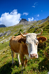 Fototapeta na wymiar swiss simmental cow on an alpine meadow in Adelboden, Berner Oberland