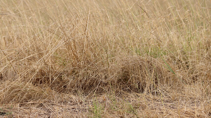 Fototapeta premium Dry grass in a water meadow at the end of August