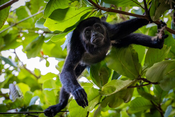 Monkey looking for flowers