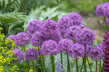 Field of purple allium blooms
