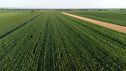 green corn fields seen from above