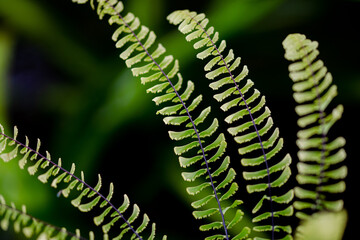 Fern fronds close up, against blurred, greenery background