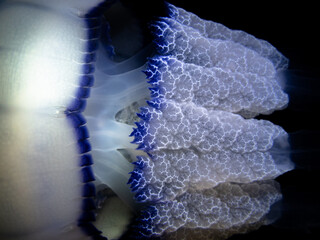 Barrel jellyfish (Rhizostoma pulmo) on the black background, night dive in Mediterranean sea © Roziline