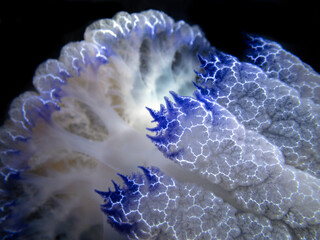 Barrel jellyfish (Rhizostoma pulmo) on the black background, night dive in Mediterranean sea © Roziline