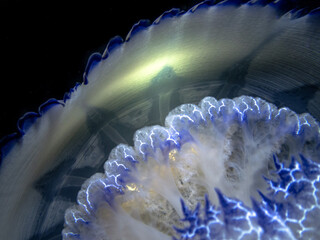 Barrel jellyfish (Rhizostoma pulmo) on the black background, night dive in Mediterranean sea