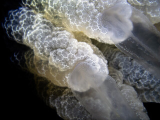 Barrel jellyfish (Rhizostoma pulmo) on the black background, night dive in Mediterranean sea © Roziline