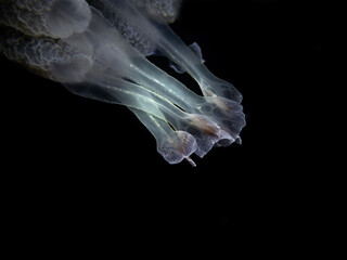 Barrel jellyfish (Rhizostoma pulmo) on the black background, night dive in Mediterranean sea