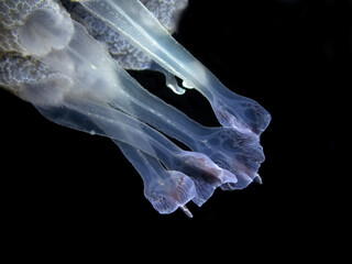 Barrel jellyfish (Rhizostoma pulmo) on the black background, night dive in Mediterranean sea © Roziline