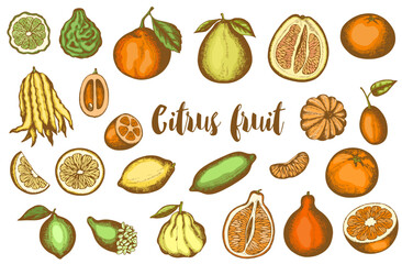 Vintage hand drawn citrus fruit collection.