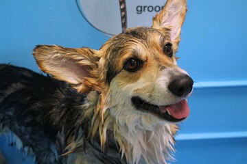 Corgi welsh pembroke with wet fur standing in a bathroom after bathing and washing in grooming...