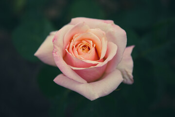 Garden pastel pink rose in the garden on the dark background close-up