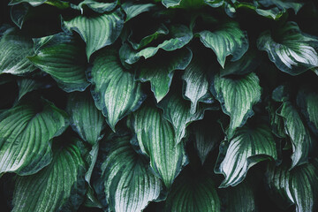 Abstract natural background with tropical green leaves