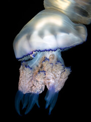 Barrel jellyfish (Rhizostoma pulmo) on the black background, night dive in Mediterranean sea © Roziline