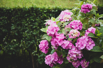 Bush with beautiful lilac and pink hydrangea in a summer park, floral background with copy space for text