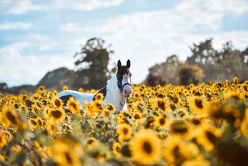 Black and white piebald cob stood in field of sunflowers