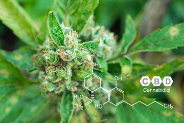 Organic cannabis on the farm. Image with the formula CBD (Cannabidiol)
