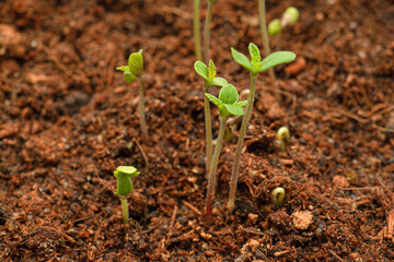 Close-up of growth cannabis seedling in a potted