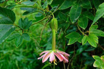 A beautiful pink banana passion fruit vine in flower, a weed species in Aotearoa / New Zealand.