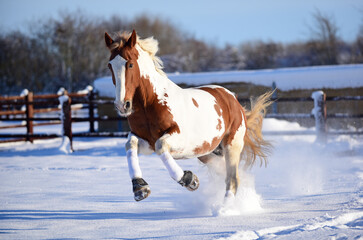 Horses galloping cantering and bucking in the snow