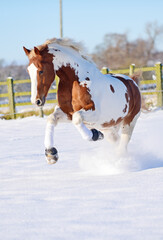 Horses galloping cantering and bucking in the snow