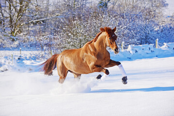 Horses galloping cantering and bucking in the snow