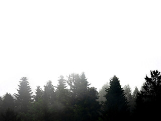 silhouette of forest against white sky - foggy dark forest