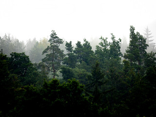 silhouette of forest against white sky - foggy dark forest