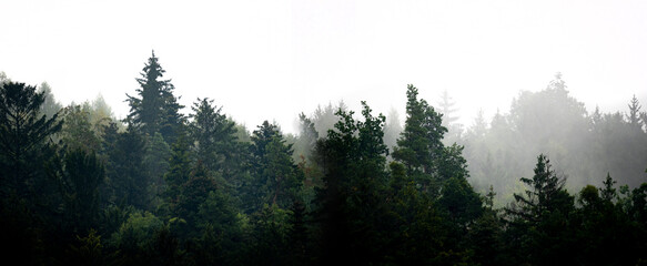 silhouette of forest against white sky - foggy dark forest © Vera Kuttelvaserova
