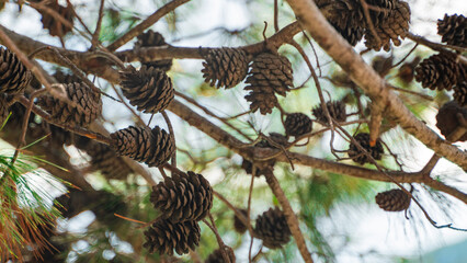 close-up of many brown ripe cones hanging on the branches of a green coniferous tree and a ray of sunlight shines through them