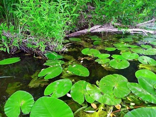 Beautiful summer nature on various reservoirs in Europe. Unique image for decoration