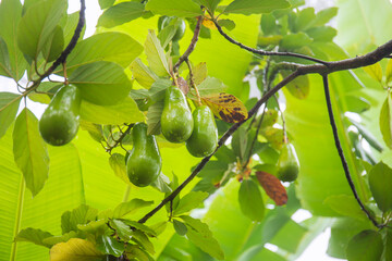 Fresh avocados on the tree during the rainy season.