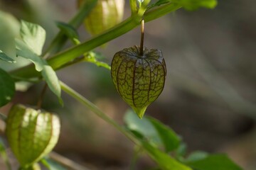 Closeup of Physalis minima. Wild cape gooseberry. Native gooseberry. pygmy groundcherry. Natural background. Abstract background. Green background. Cape gooseberry.