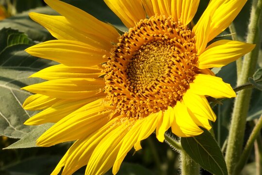 Sunflower closeup. Yellow flower. Flower texture. Sunflower background. Beauty in nature. Flower in garden.