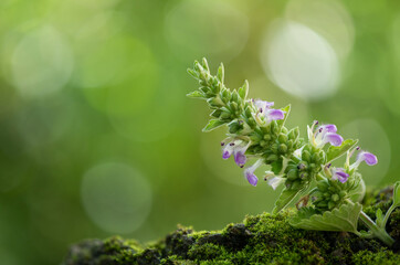 Catnip branch flowers on nature background. - obrazy, fototapety, plakaty