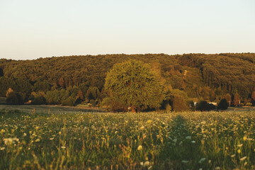 View of green meadow by the forest in the evening.Summer season.