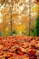 autumn leaves. Yellowed leaves. leafy road in the forest. natural landscape
