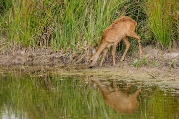 A young brown thirsty female roe deer drinking from a little lake in national wetland park....