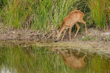 Deurstickers A young brown thirsty female roe deer drinking from a little lake in national wetland park. Reflection of the animal in the water. Green grass in the background. © Lioneska
