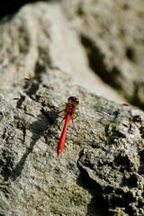 dragonfly in Japan 