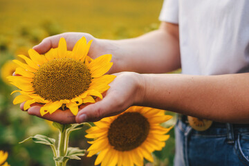 Fototapeta premium Woman carefully examining the sunflower she is holding in her hands in a field at sunset. Smart agriculture. Smart farm technology.