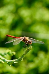 aka tombo ( red dragonfly ) in Japan 