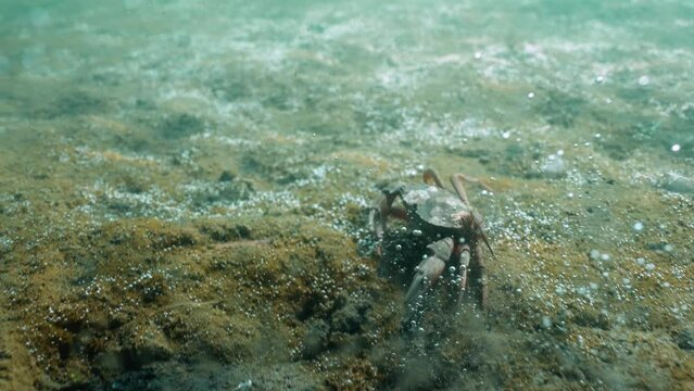 European green crab running over seabed releasing bubbles as it goes